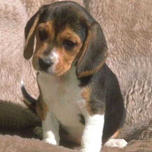 cucciolo-beagle_124857
