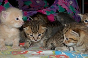 l_3394febca03e4d84966346488c919204