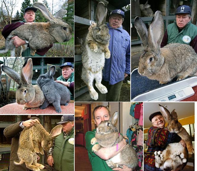 German Giant Collage