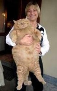 gatto più grande del m.