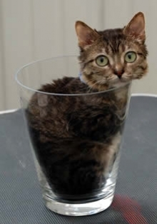 il-gatto-piu-piccolo-del-mondo