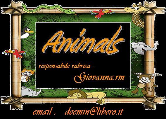 animals