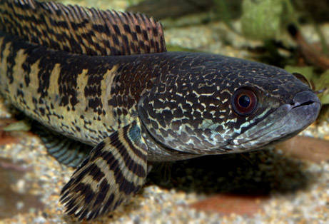 nuove-specie-animali-himalaya-pesce-serpente-fishzilla