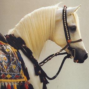 Cavallo arabo