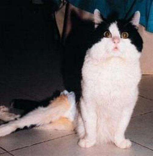 Gatto con ematoma alla spina dorsale