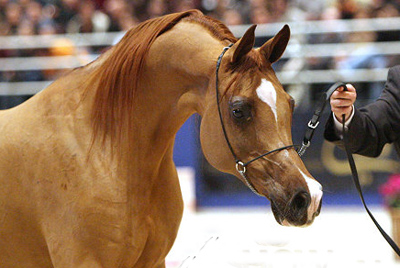 I 4 cavalli arabi più belli del mondo 2