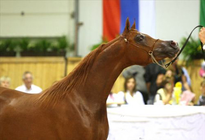 I 4 cavalli arabi più belli del mondo 3