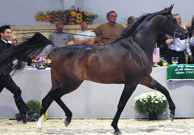 I 4 cavalli arabi più belli del mondo 4