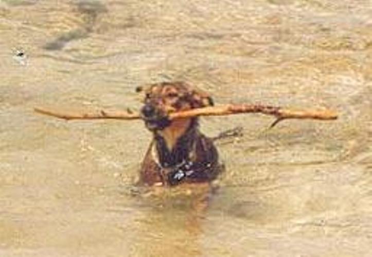 Lalla al mare che riporta il bastoncino