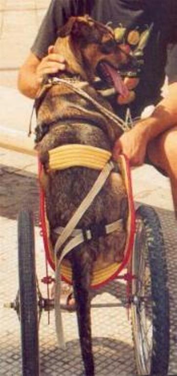 Lalla e la sua carrozzina