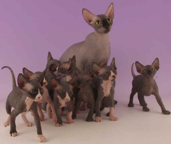 Gatti razza Sphynx