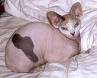 Gatto Sphynx 3