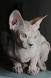 Gattto Sphynx 4