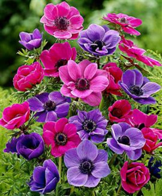 anemoni-fucsia-viola
