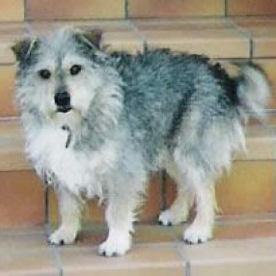 Cagnetto un po' vecchietto