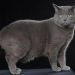 Altro-gatto-certosino-150x150