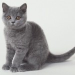 Cucciolo-di-certosino-2-150x150