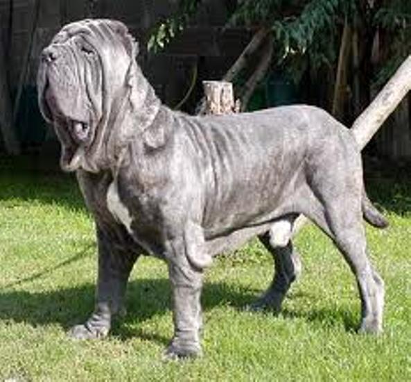 Mastino napoletano