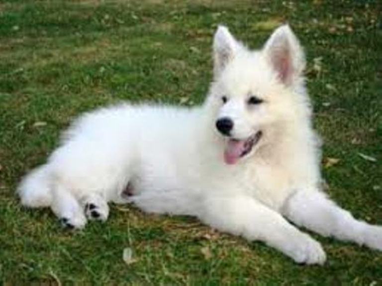 Pastore tedesco bianco