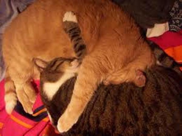 Due gatti che si abbracciano