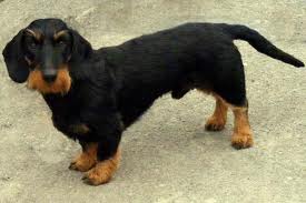 Bassotto adulto scuro