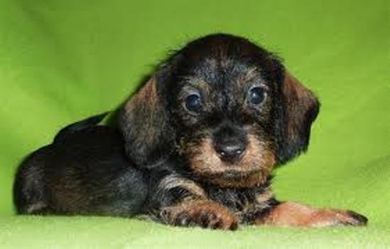 Cucciloo di Bassotto sdraiato