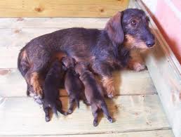 Mamma Bassotta e i suoi cuccioli