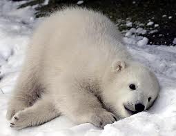 Orso polare cucciolo