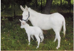 Asino bianco dell'Asinara