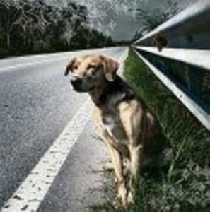 nn abbandonarmi cane