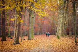 passeggiata i autunnale in un bosco