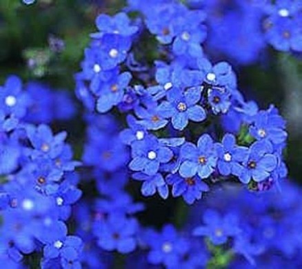 Non ti scordar di me