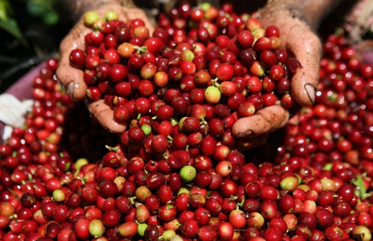 Coffee cherries