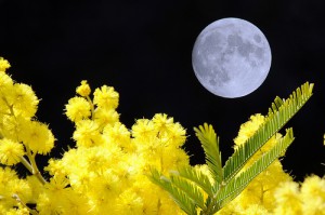 Luna e mimose