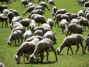 Pecore dopo la tosatura pecore 2