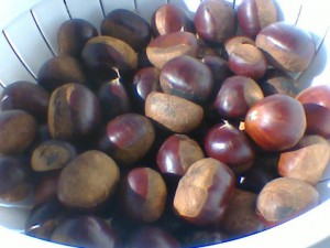 Castagne_o