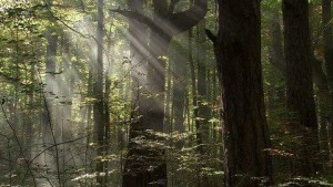 371541961-montenegro-boschetto-misterioso-raggio-di-sole