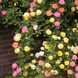 Four-seasons-vines-rose-flower-seeds-potted-plants-rose-seeds-garden-hose-drip-irrigation-greenhouse-10pcs