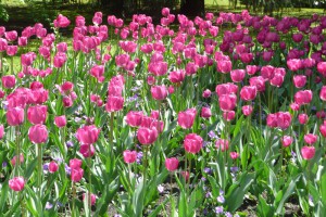 Tulipani2_ORESTE PASTORE