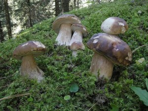 funghi-val-di-fiemme-predazzoblog.it_