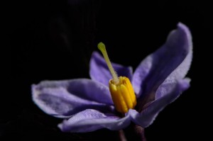 12096485_442394175947612_6786385909858381215_n