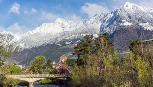 B12011343 x Bosco 160227