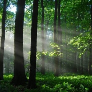 cropped-foresta-verde-raggi-del-sole-verde-172761.jpg