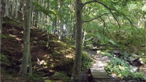 Presentazione standard1